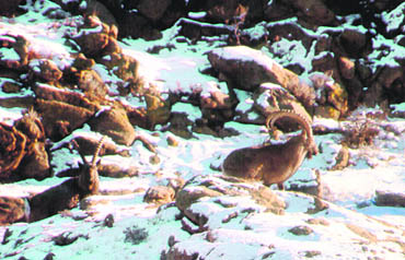 The Asiatic ibex is an important prey species of the endangered snow leopard 