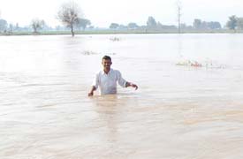 A farmer, Pargat Singh, wades through the canal water that gushed into his wheat field in the Mehma Sarja near Kot Shameerpur in Bathinda district