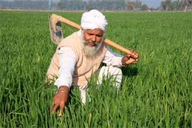 Sadhu Singh, a farmer, is delighted with his wheat crop at Doda village in Muktsar district