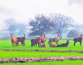 Neelgais in a Jind village in the early hours of the day.