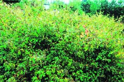 A lantana- infested field. 