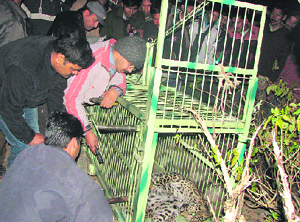 Forest officials rescue a leopard from Patkot in Ramnagar forest division.