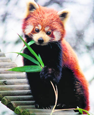 The red panda, a rare and endangered species, is the state animal of Sikkim