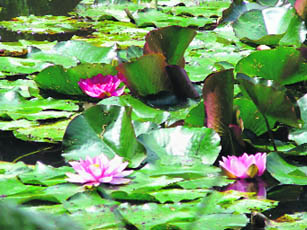 The water lily pond near Monets house that was the insipiration for many of his paintings