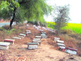 Boxes of bee-keepers kept in the fields along the national highway in Sirsa. Photo: Amit Soni