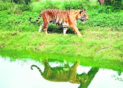 A tiger in the mini-zoo of the Tilyar Tourist Complex in Rohtak.