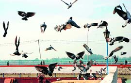 Pigeons enjoy the winter sun at the Brahmsarovar in Kurukshetra.