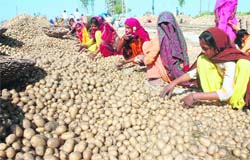 Women sort potatoes at a farm in Jalandhar district.
