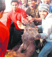 A sambhar caught by the residents of Dadu Majra village on Friday.