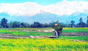 Vast yellow fields add to beauty of hills on the occasion of Basant Panchami.