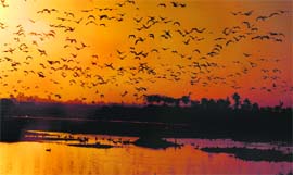 The Gharana Wetland Reserve in the RS Pura sector. 