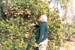 Randhawa played a major role in setting up PAU, the pioneering agricultural research institute in Ludhiana