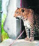 Rajas deep cut around his throat has been a cause of concern for doctors