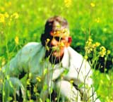 A farmer works in a mustard field at Bishnah, on the outskirts of Jammu,