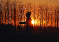 An elderly man finds his way home as the setting sun peeps through trees in the fields of Jalandhar
