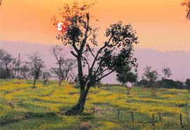 Sunrise in the Dhauladhar mountains.