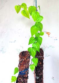 Betel bounty