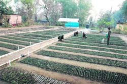 Soldiers of the Eco-Task Force work in a plant nursery in Dehradun; and (below) members of Eco Task Force plant saplings in Mana village in Chamoli district.