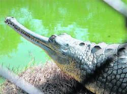 A gharial basks in the sun in Pipli’s mini zoo in Kurukshetra district.