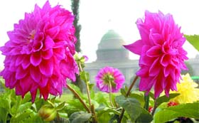 Dahlias Roses in the Mughal Gardens at Rashtrapati Bhawan in New Delhi