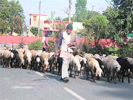 With the mercury soaring, a goat rearer goes back to the hills with his herd.