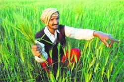 A farmer shows wheat crop that has matured early in Landran near Mohali