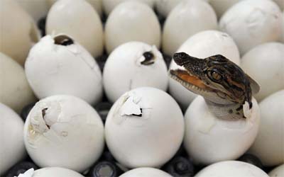  Photo by Reuters/Sukree Sukplang