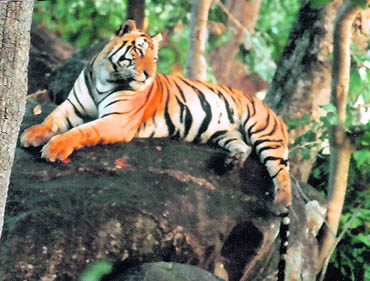 At Kanha, among the few most scenic and beautiful wildlife reserves in Asia, a visitor can see the tigers quite often and regularly