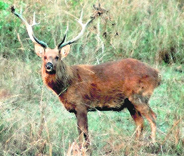 The national park is home to the worlds only surviving (approx 400) barasinghas or swamp deer
