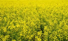 Mustard crop in full bloom in a field at a village near Bathinda.