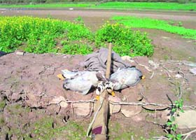 Two bar-headed geese and a gun that were recovered from forest official Des Raj who has been arrested for poaching in the Pong Dam Wildlife Sanctuary