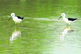 Two birds wade through the water to form a ripple effect at Sidhwan Canal in Ludhiana.