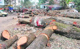 Trees axed for road widening in Dehradun