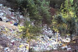 The Mashobra forest littered with garbage.