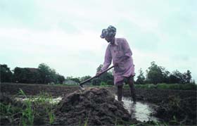 With overcast sky, a worker busy at PAU farm field in Ludhiana