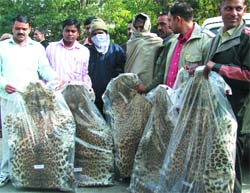 The Delhi police on Thursday arrested two persons with five leopard skins in New Delhi.