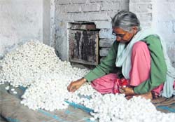 A woman segregates cocoons.