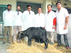 Scientists with the worlds first cloned buffalo calf at the National Dairy Research Institute in Karnal.