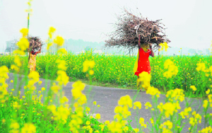Women return home after collecting firewood from a forest in Kachwa village in Karnal.