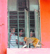 Students of Government College for Women, Parade, Jammu, face the monkey menace. 