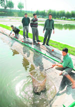 Employees of the department of fisheries rear fish at a farm in Jammu