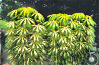 A few cassava plants can light up the garden during the no-colour period.