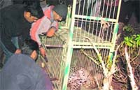 Uttarakhand forest and World Wildlife Fund officials rescue a leopard at Patkot in Ramnagar forest division. 