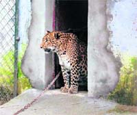 Raja at Malsi Park in Dehradun. 