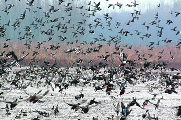  maintaining optimum water level in the wetlands and warm weather have helped the Valley in getting a record number of migratory birds   Photo Amin War
