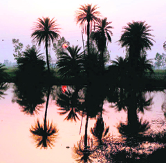 The sunset in Uchani village in Karnal.