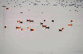 Migratory birds in the wetland in Yamunanagar.