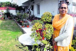 A cascading bonsai is one of the highlights of the Bewli backyard