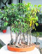A forest of bonsai trees is not only eye-catching but has a mystic appeal to it