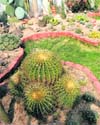 This corner boasts of some thorny beauties and ceramic flora and fauna